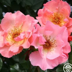 Heirloom Roses Summer Wine Outlet