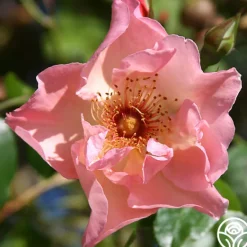 Heirloom Roses Summer Wine Outlet