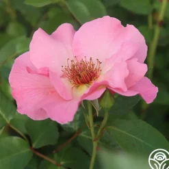 Heirloom Roses Summer Wine Outlet