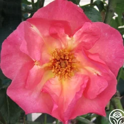 Heirloom Roses Summer Wine Outlet