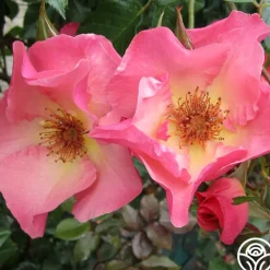 Heirloom Roses Summer Wine Outlet