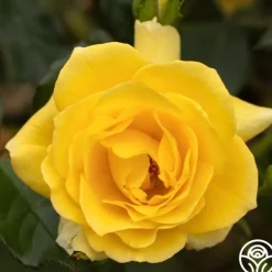 Heirloom Roses Sun Flare Best