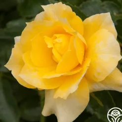 Heirloom Roses Sun Flare Best