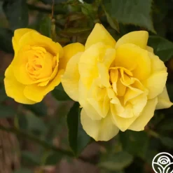 Heirloom Roses Sun Flare Best