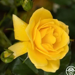 Heirloom Roses Sun Flare Best