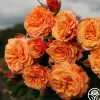 Heirloom Roses Sunbelt® Crazy Love™ New
