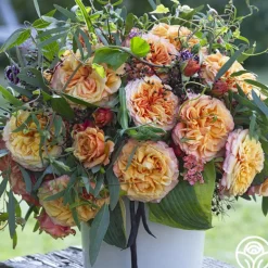 Heirloom Roses Sunbelt® Crazy Love™ New
