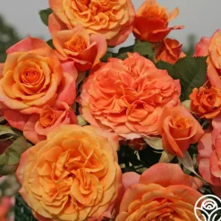 Heirloom Roses Sunbelt® Crazy Love™ New