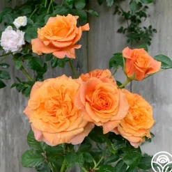 Heirloom Roses Sunbelt® Crazy Love™ New