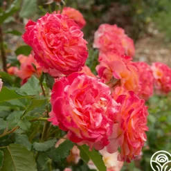 Heirloom Roses Sunbelt® Crazy Love™ New
