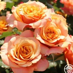 Heirloom Roses Sunbelt® Crazy Love™ New