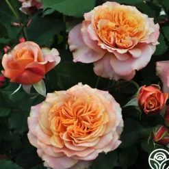 Heirloom Roses Sunbelt® Crazy Love™ New