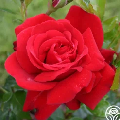 Heirloom Roses Sunbelt® Desmond Tutu Sale