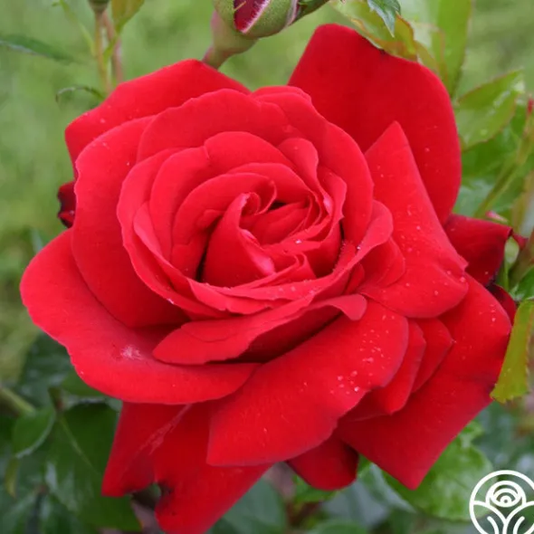 Heirloom Roses Sunbelt® Desmond Tutu Sale
