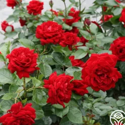 Heirloom Roses Sunbelt® Desmond Tutu Sale