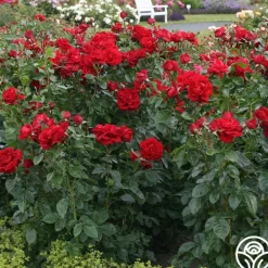 Heirloom Roses Sunbelt® Desmond Tutu Sale