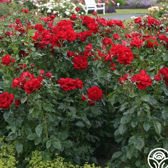 Heirloom Roses Sunbelt® Desmond Tutu Sale