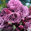 Heirloom Roses Sunbelt® Plum Perfect Online