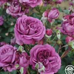 Heirloom Roses Sunbelt® Plum Perfect Online