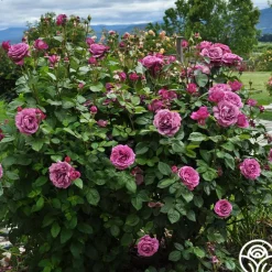 Heirloom Roses Sunbelt® Plum Perfect Online