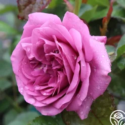 Heirloom Roses Sunbelt® Plum Perfect Online