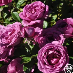Heirloom Roses Sunbelt® Plum Perfect Online