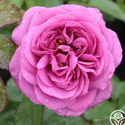 Heirloom Roses Sunbelt® Plum Perfect Online