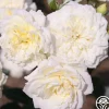 Heirloom Roses Sunbelt® Polar Express Clearance