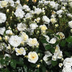 Heirloom Roses Sunbelt® Polar Express Clearance