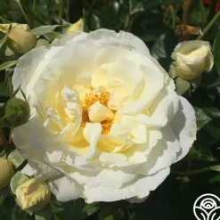 Heirloom Roses Sunbelt® Polar Express Clearance