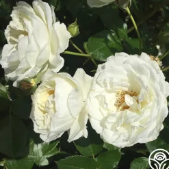 Heirloom Roses Sunbelt® Polar Express Clearance