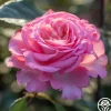 Heirloom Roses Sunbelt® Savannah Clearance