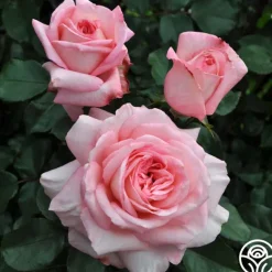 Heirloom Roses Sunbelt® Savannah Clearance