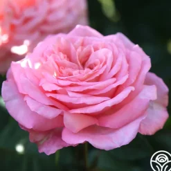 Heirloom Roses Sunbelt® Savannah Clearance