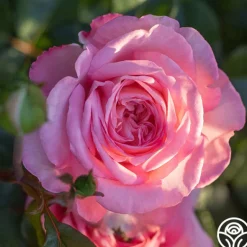 Heirloom Roses Sunbelt® Savannah Clearance