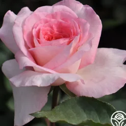Heirloom Roses Sunbelt® Savannah Clearance