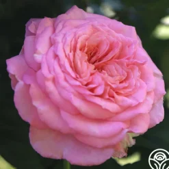 Heirloom Roses Sunbelt® Savannah Clearance