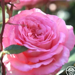 Heirloom Roses Sunbelt® Savannah Clearance