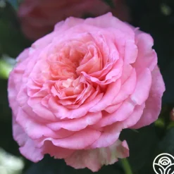 Heirloom Roses Sunbelt® Savannah Clearance