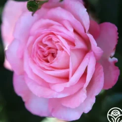 Heirloom Roses Sunbelt® Savannah Clearance