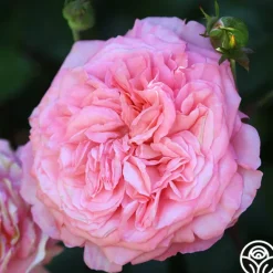 Heirloom Roses Sunbelt® Savannah Clearance