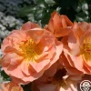 Heirloom Roses Sunbelt® Sierra Lady™ Discount