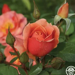 Heirloom Roses Sunbelt® Sierra Lady™ Discount