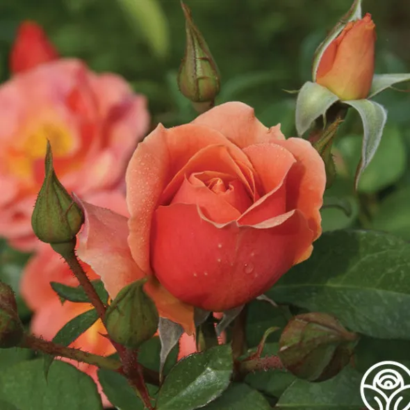 Heirloom Roses Sunbelt® Sierra Lady™ Discount