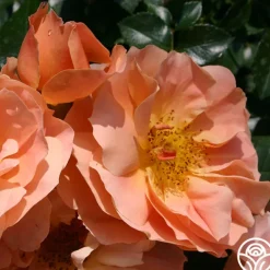 Heirloom Roses Sunbelt® Sierra Lady™ Discount