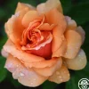 Heirloom Roses Sunbelt® Soul Sister™ Best