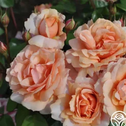 Heirloom Roses Sunbelt® Soul Sister™ Best