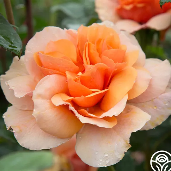 Heirloom Roses Sunbelt® Soul Sister™ Best