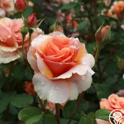 Heirloom Roses Sunbelt® Soul Sister™ Best
