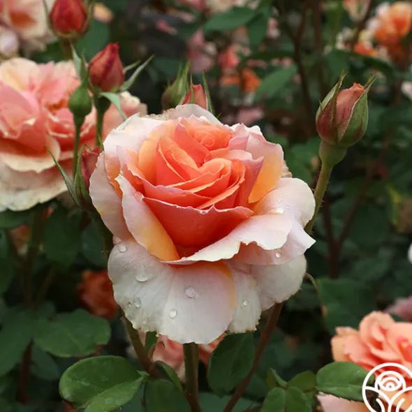 Heirloom Roses Sunbelt® Soul Sister™ Best